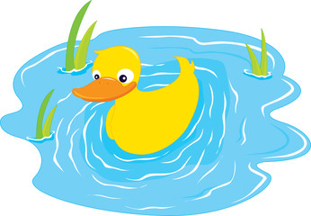un canard nageur