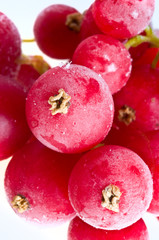 fruit in ice.