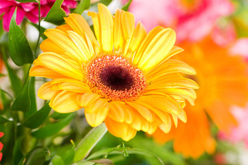 Yellow gerbera flower agaisnt green blurred background