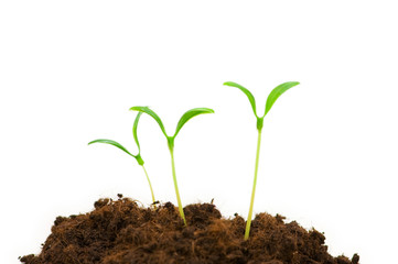 Green seedlings illustrating the concept of new life