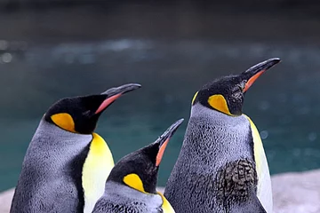 Poster drei Pinguine © Wolfgang Buchholz