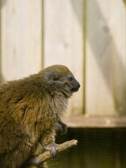 Lemur sitting on a branch looking calm