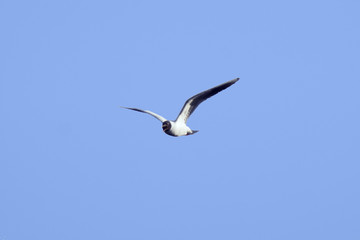 Seagull  flying over big blue sky background