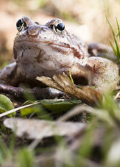 Closeup of brown frog Rana temporaria