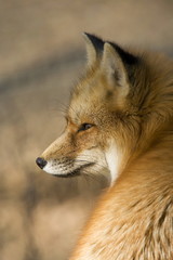 Rotfuchs (Vulpes vulpes)