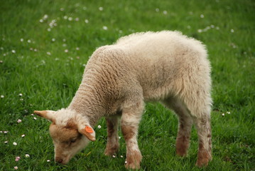 Lamb on the grass