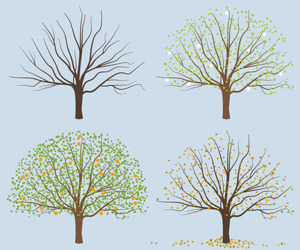 season tree