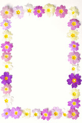 cadre de primevères