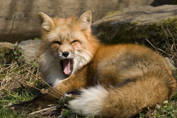 Rotfuchs (Vulpes vulpes)