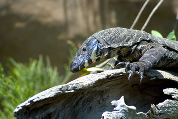 Leguan