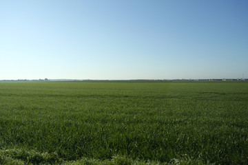 Fototapeta premium Champ vert