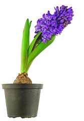 isolated Hyacinthus