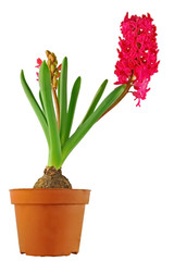 isolated Hyacinthus