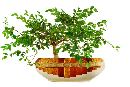 elm tree "bonsai"