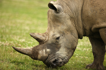 White Rhino