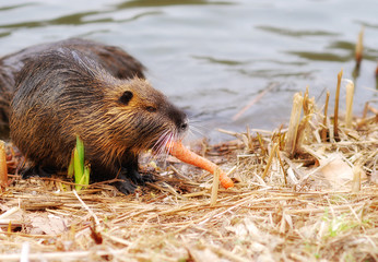 Nutria - Biberratte