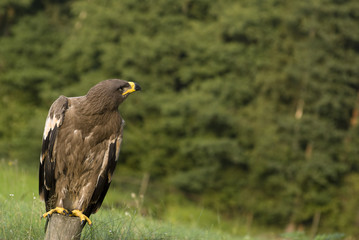 Eagle.