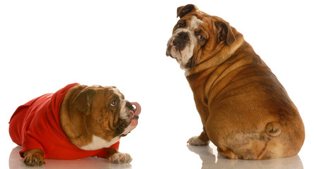 funny dog fight - two bulldogs arguing with cute expressions
