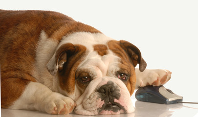 english bulldog surfing the internet on white background