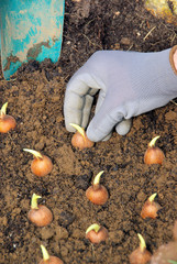Zwiebel stecken - bulb planting 13
