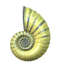 An illustration of a high detailed sea shell