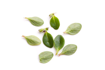 Makro von einigen Bl&auml;ttern von Thymian