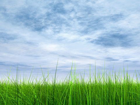 green grass over a blue sky with white clouds as background