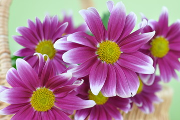 Purple Daisies