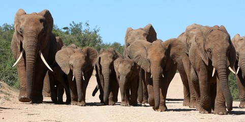 Elephant Family Herd
