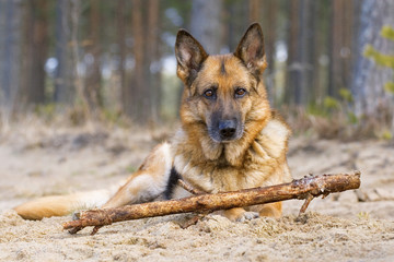 Germany sheepdog
