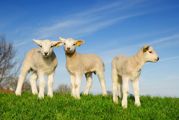 Fototapeta premium cute lambs in spring
