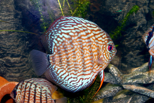 discus3