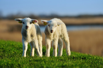 curious lambs in spring