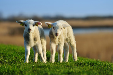 Obraz premium curious lambs in spring