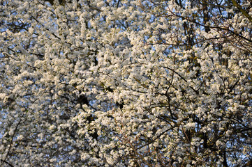 Spring