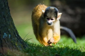 cute squirrel monkey