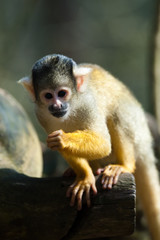 Naklejka na ściany i meble cute małpa wiewiórki