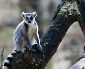 ring-tailed lemur