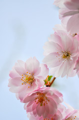Sakura - Kirschblütezeit, Frühlings und Poesie Symbolen 