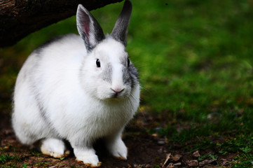 hase