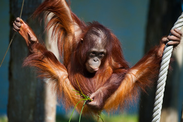cute orangutan © Eric Gevaert