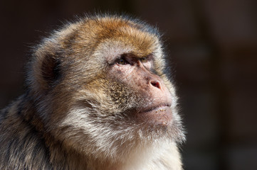 Obraz premium barbary ape
