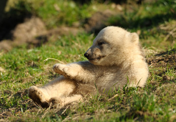 cute polar bear cub