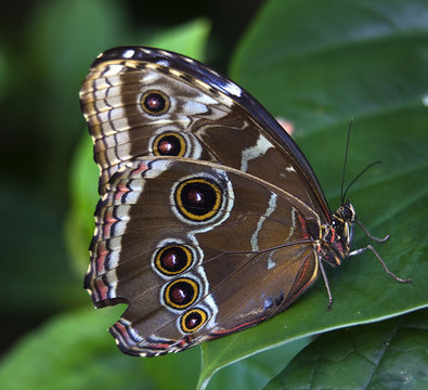 Blue Morpho Butterfly With Wings Folded