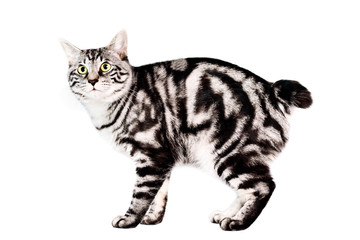 Purebred Kunashir cat