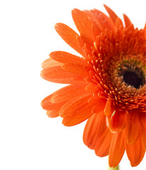 Macro gerber daisy with water droplets on the petals.