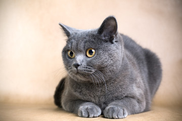 Obraz premium British Shorthaired Cat