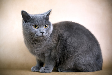 British Shorthaired Cat