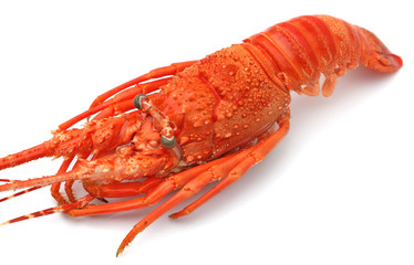 langouste