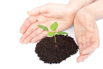 Transplant of a tree